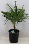 Трахикарпус Trachycarpus