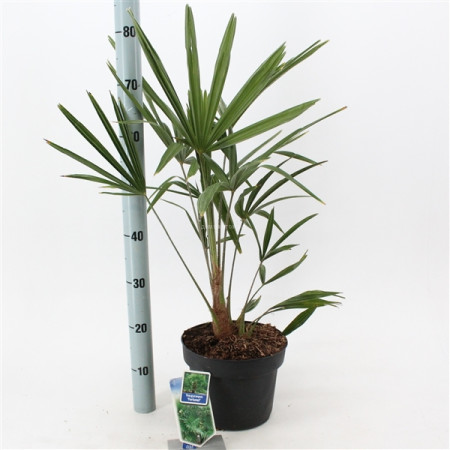 Трахикарпус Trachycarpus