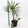 Трахикарпус Trachycarpus