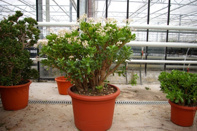 Денежное дерево цветущее  крассула