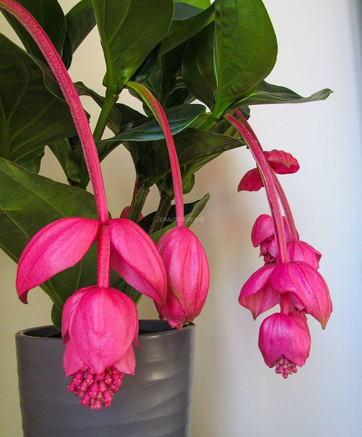 Мединилла Магнифика, Medinilla Мagnifica