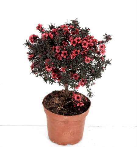 Лептоспермум, чайное дерево Leptospermum