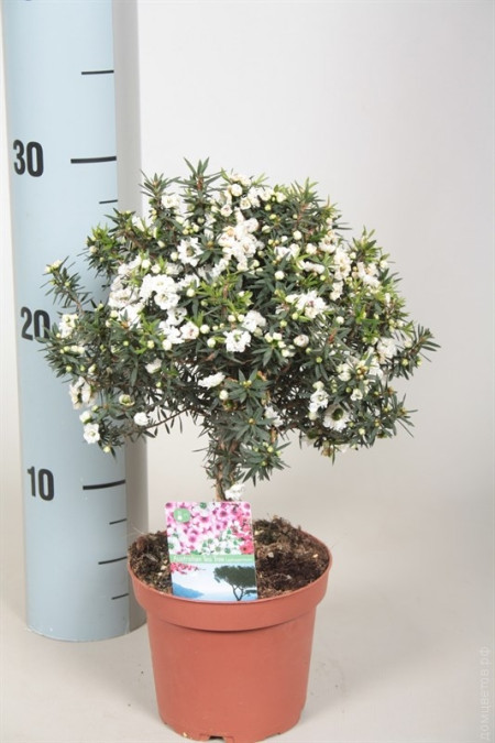 Лептоспермум, чайное дерево Leptospermum