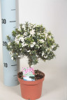 Лептоспермум, чайное дерево Leptospermum
