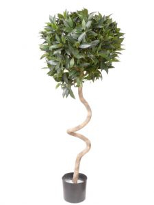 Лавр Растение Купить В Красноярске