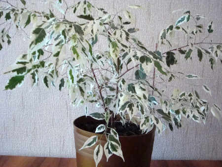 Фикус Бенджамина Старлайт