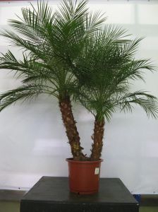 Финик Робелини 2 ствола