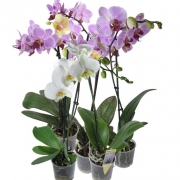 Орхидея - Фаленопсис  1 горшок