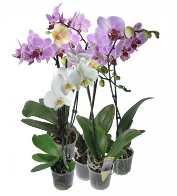 Орхидея - Фаленопсис  1 горшок - Орхидея - Фаленопсис  1 горшок