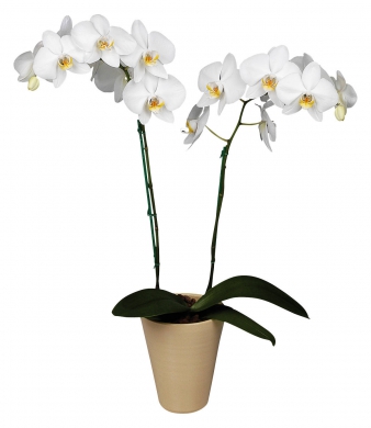 Орхидея - Фаленопсис  - Орхидея - Фаленопсис 
