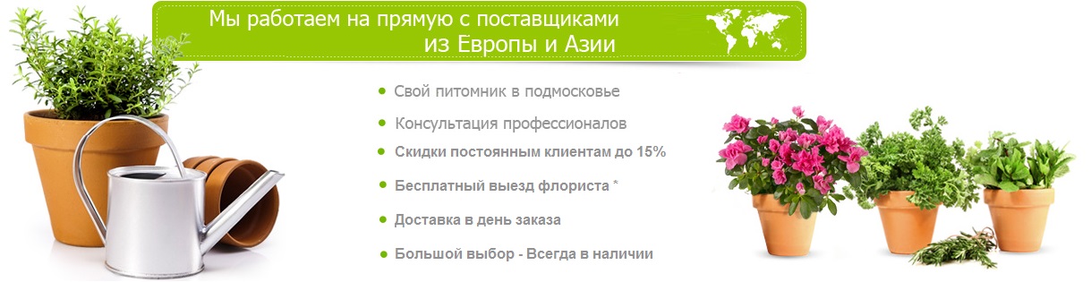 Интернет Магазин Домашних Цветов Москва